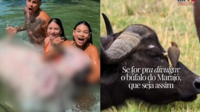 Photo of MPPA marca reunião em Soure após vídeo de influenciadora com búfalo e cita possível insegurança sanitária