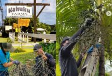 Photo of Açaí começa a ser cultivado nos Estados Unidos e produção no Havaí chama atenção