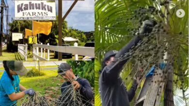 Photo of Açaí começa a ser cultivado nos Estados Unidos e produção no Havaí chama atenção