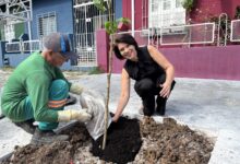 Photo of BELÉM: moradores que solicitaram mudas pelo WhatsApp começam a receber árvores nas calçadas