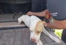 Photo of Barbeiro é preso por maus-tratos a cães após denúncia em Paragominas