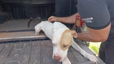 Photo of Barbeiro é preso por maus-tratos a cães após denúncia em Paragominas