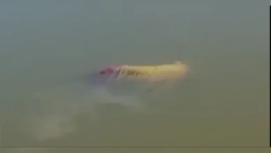 Photo of Corpo é encontrado boiando em lago no Memorial da Cabanagem, em Belém