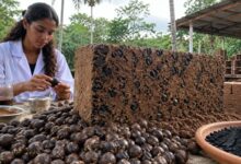 Photo of Jovem paraense cria tijolo feito de caroço de açaí e leva inovação da Amazônia para o mundo