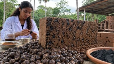 Photo of Jovem paraense cria tijolo feito de caroço de açaí e leva inovação da Amazônia para o mundo