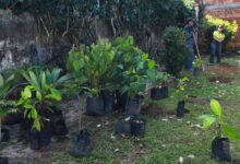 Photo of Belém terá ‘delivery de árvores’; moradores poderão solicitar plantio pelo WhatsApp