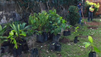 Photo of Belém terá ‘delivery de árvores’; moradores poderão solicitar plantio pelo WhatsApp