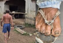 Photo of Idoso é resgatado após quase oito anos em condições análogas à escravidão no interior do Pará