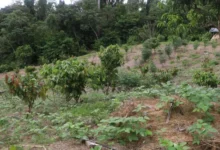 Photo of Paragominas atrai 15 milhões de euros para restauração florestal