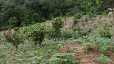 Photo of Paragominas atrai 15 milhões de euros para restauração florestal