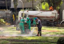 Photo of Prefeitura inicia força-tarefa para reduzir presença de garças na Praça Batista Campos