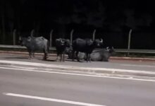 Photo of Búfalos são flagrados circulando pela avenida Liberdade, em Belém