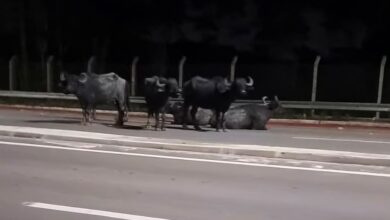 Photo of Búfalos são flagrados circulando pela avenida Liberdade, em Belém