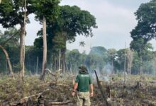 Photo of Falta de emprego e renda impulsiona desmatamento na Amazônia, indica estudo
