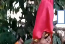 Photo of Mosqueiro celebra tradicional Festa de São Car4lho, manifestação popular criada há quase 40 anos
