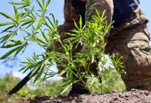 Photo of PF erradica mais de 63 mil pés de maconha em Terra Indígena no Pará durante operação