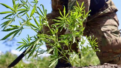 Photo of PF erradica mais de 63 mil pés de maconha em Terra Indígena no Pará durante operação