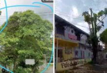Photo of Belém: morador do conjunto Satélite derruba ipê em calçada para manter área livre para estacionamento
