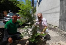 Photo of Moradores de Belém podem solicitar plantio gratuito de árvores pelo WhatsApp