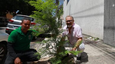Photo of Moradores de Belém podem solicitar plantio gratuito de árvores pelo WhatsApp