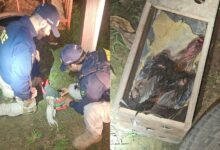 Photo of Galos de rinha são resgatados com sinais de mutilação durante fiscalização na BR-230, em Altamira