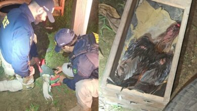 Photo of Galos de rinha são resgatados com sinais de mutilação durante fiscalização na BR-230, em Altamira