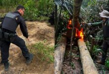 Photo of PF destrói cerca de 6 mil pés de maconha em Terra Indígena no sul do Pará