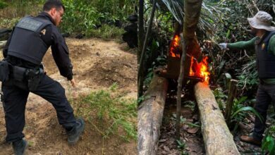 Photo of PF destrói cerca de 6 mil pés de maconha em Terra Indígena no sul do Pará