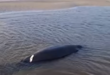 Photo of Dois peixes-bois encalham em igarapé de Soure e pescadores ajudam animais