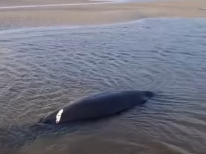 Photo of Dois peixes-bois encalham em igarapé de Soure e pescadores ajudam animais
