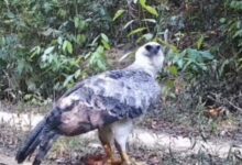 Photo of Câmera registra harpia retornando para buscar macaco-guariba na Amazônia paraense