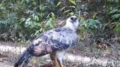 Photo of Câmera registra harpia retornando para buscar macaco-guariba na Amazônia paraense