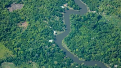 Photo of Pará registra queda de 25,5% nos alertas de desmatamento, aponta Inpe