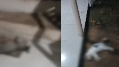 Photo of 19 gatos morrem em Parauapebas e Polícia Civil investiga suspeita de envenenamento