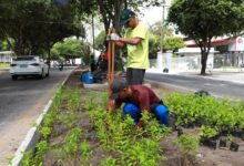Photo of Avenida Marechal Hermes recebe maior jardim de chuva em construção em Belém