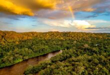 Photo of Pará registra queda de 26% na área sob alertas de desmatamento