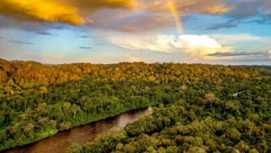 Photo of Pará registra queda de 26% na área sob alertas de desmatamento
