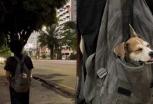 Photo of Rapaz viraliza em Belém ao levar cachorro na mochila; internautas brincam: “pai solo”