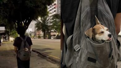 Photo of Rapaz viraliza em Belém ao levar cachorro na mochila; internautas brincam: “pai solo”