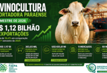 Photo of Bovinocultura do Pará supera US$ 1,1 bilhão em exportações no primeiro semestre