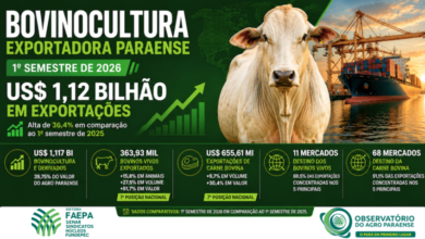 Photo of Bovinocultura do Pará supera US$ 1,1 bilhão em exportações no primeiro semestre