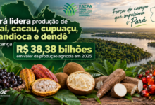 Photo of Pará lidera produção de açaí, cacau, cupuaçu, mandioca e dendê e alcança R$ 38,38 bilhões em 2025