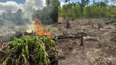 Photo of PF erradica cerca de 2,9 mil pés de maconha e prende uma pessoa em Concórdia do Pará