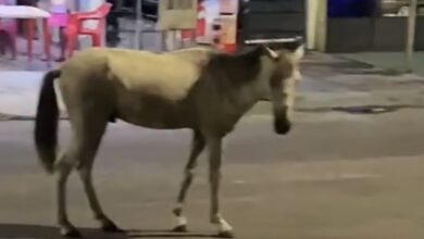 Photo of Cavalos são vistos soltos e desorientados pelas ruas do Jurunas, em Belém