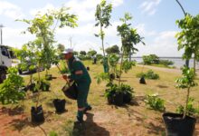 Photo of Portal da Amazônia recebe plantio de 300 mudas durante ação de arborização