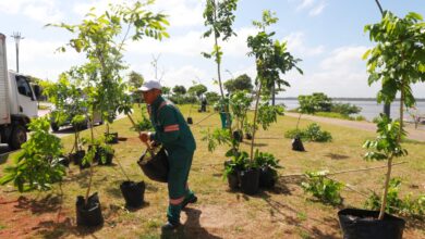 Photo of Portal da Amazônia recebe plantio de 300 mudas durante ação de arborização