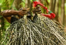 Photo of Pará fecha 2025 com R$ 38,4 bilhões em produção agrícola e mantém a dianteira na Amazônia