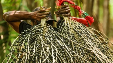Photo of Pará fecha 2025 com R$ 38,4 bilhões em produção agrícola e mantém a dianteira na Amazônia