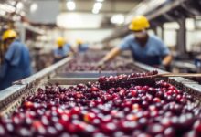 Photo of Isenção de ICMS para açaí e cupuaçu pode ampliar industrialização no Pará