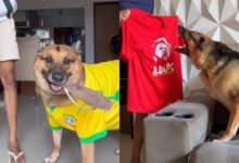 Photo of Cachorra “bolsonarista” viraliza ao rejeitar camisa de Lula; veja vídeo